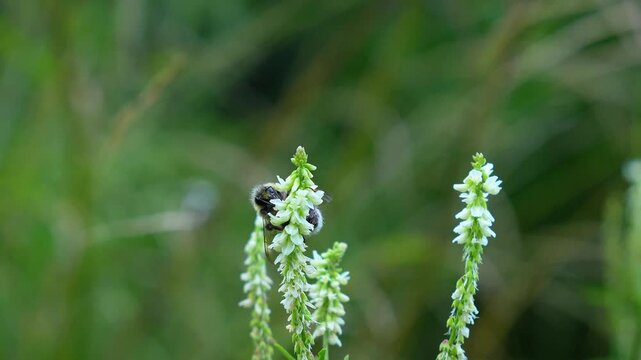 Bumblebee collects nectar and pollinates a white borax flower. Sticks its nose in. close-up. natural processes, summer, insects, reproduction.