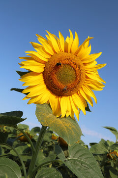 Bright yellow sunflower with bees feeding in a summer field under a clear blue sky