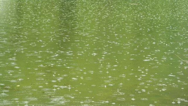 Raindrops on a green lake. background, slow motion