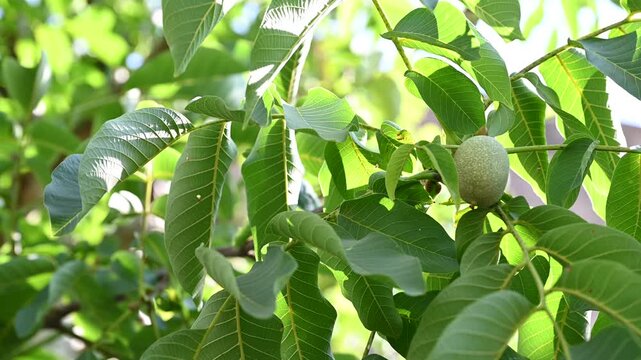 zoom-in video footage of young green walnuts growing on a leafy branch. Organic farming, botanical nature, and traditional Nocino liqueur ingredient preparation concept.