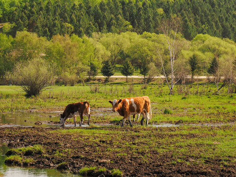 cows grazing in a field