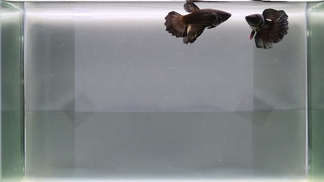 Betta fish female fancy green copper halfmoon long tail from Thailand, Siamese fighting fish on isolated Grey background.