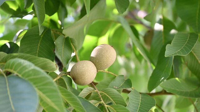 zoom-in video footage of young green walnuts growing on a leafy branch. Organic farming, botanical nature, and traditional Nocino liqueur ingredient preparation concept.