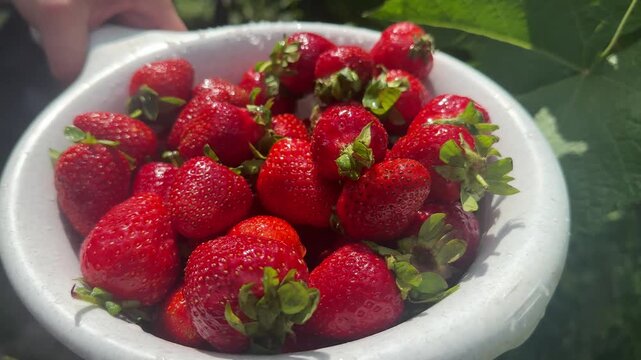 freshly washed strawberries in a bowl . High quality 4k footage
