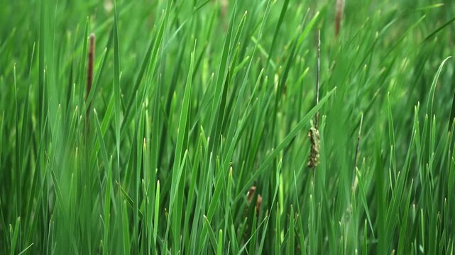 Slow-motion footage of dense marsh vegetation and cattails gently swaying in a light breeze.