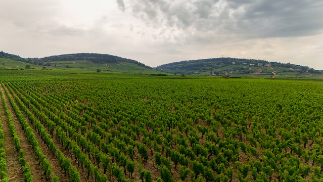 Aerial view of a Burgundy vineyard near Beaune, France, featuring vines, viticulture, agriculture, chardonnay wine production, and orderly rows across the landscape.