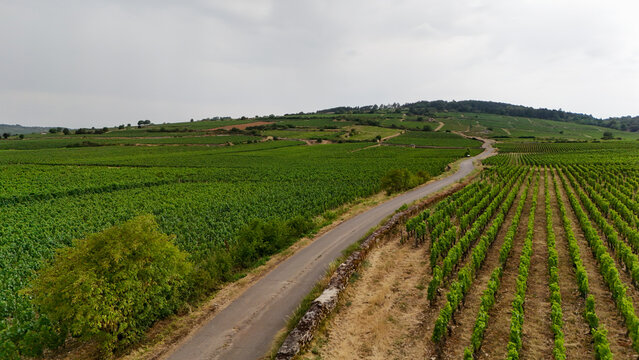 Winding road through vineyard rows in Burgundy, France, surrounded by vines, agriculture, viticulture, and the landscape of the Beaune area.