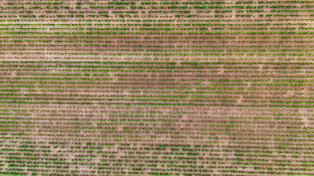 Aerial view of Chardonnay vineyard rows in Burgundy, France, highlighting geometric patterns, viticulture, cultivation, and agricultural structure.