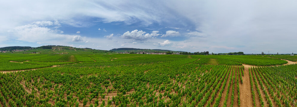 Panoramic view of Chardonnay vineyards in Burgundy, France, featuring vines, viticulture, agriculture, wine production, and orderly vineyard rows.
