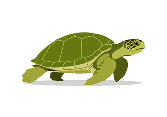 Green Turtle Walking on Land Slowly. © Afif