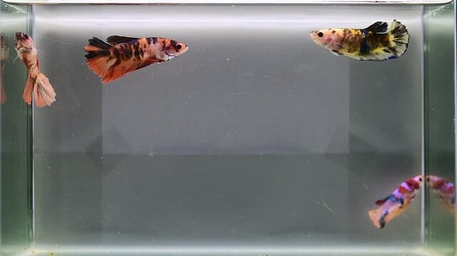 Betta fish female group of fancy nemo KOI halfmoon long tail from Thailand, Siamese fighting fish on isolated Grey background.
