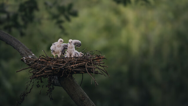 bird nest in the nest
