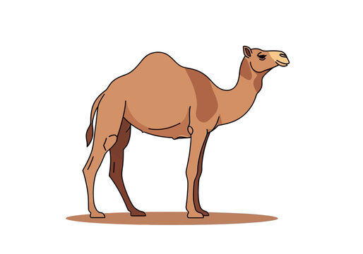 Brown camel standing on ground.