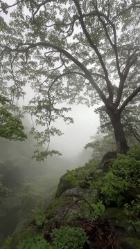 Foggy weather in Bhimashankar Wildlife Sanctuary during the monsoon.