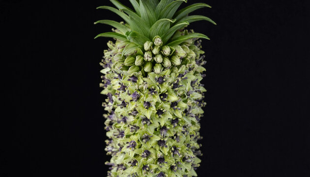 A vertical close-up of a green eucomis flower, also known as a pineapple lily, featuring a dense cluster of small star-shaped florets on a black