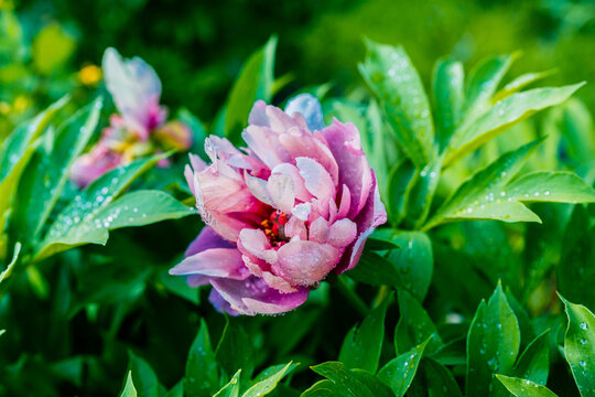 Macro of pink-purple Peony Pink Ardour. Close up. Selective focus.