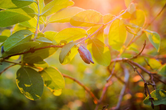 Honeysuckle branch with ripe berries in golden sunset light. Selective focus.