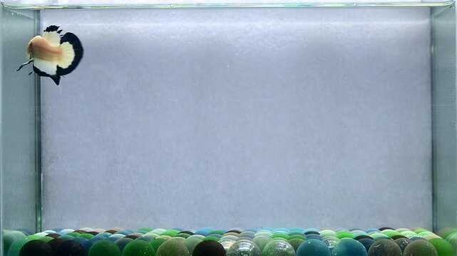 Betta fish male fancy blue rims halfmoon short tail from Thailand, Siamese fighting fish on isolated Grey background.