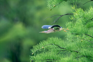 blue tit on a branch © Bai