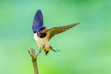 blue tit on branch © Bai