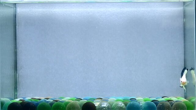 Betta fish male fancy blue rims halfmoon short tail from Thailand, Siamese fighting fish on isolated Grey background.