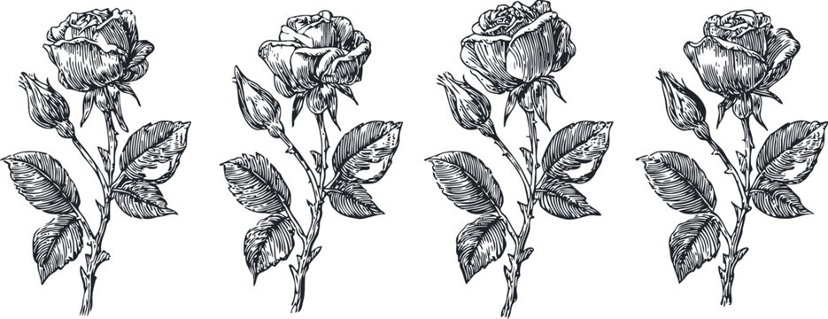 vintage rose botanical illustration set with blooming flower and leaf details