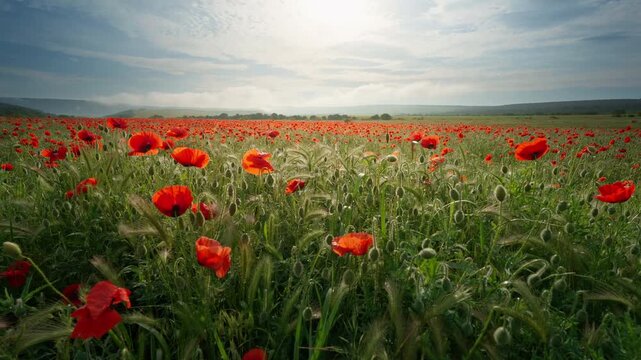 Close up slider shot moving smoothly right along beautiful blooming red poppy flowers in a field at sunset. Cinematic countryside nature footage under a blue sky with bright sunburst for summer travel