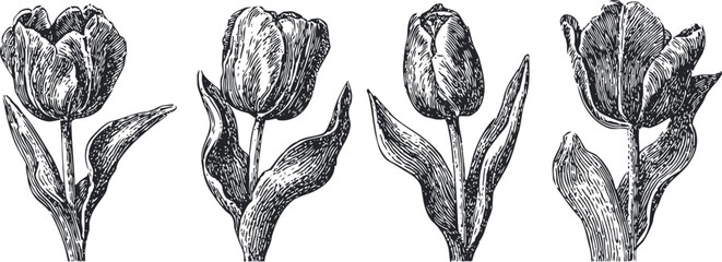 Obraz premium vintage engraving of tulip flowers with leaves set botanical floral illustration