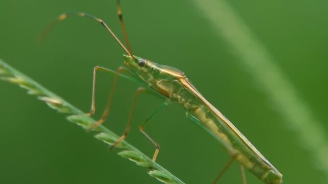 4K Macro Slow Motion Rice Bug Perched on Grass (Leptocorisa) for Pest Control Video