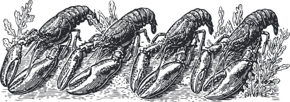 Vintage engraving of four lobsters arranged in a row with detailed shell and claw textures