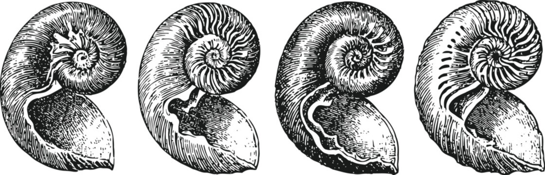 vintage ammonite fossil engraving set prehistoric marine shell spiral illustrations