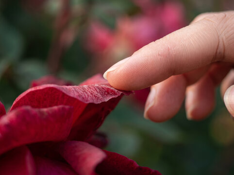 Hand touching delicate red rose petals blooming in garden outdoors