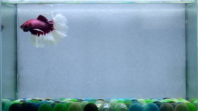 Betta fish male fancy purple butterfly halfmoon long tail from Thailand, Siamese fighting fish on isolated Grey background.