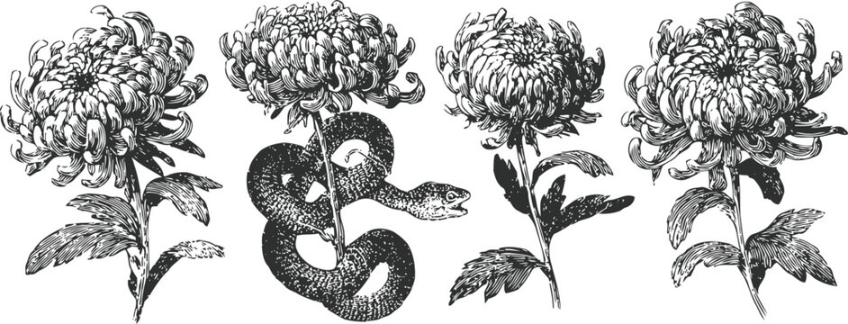 Vintage chrysanthemum flowers and coiled snake botanical black ink illustration
