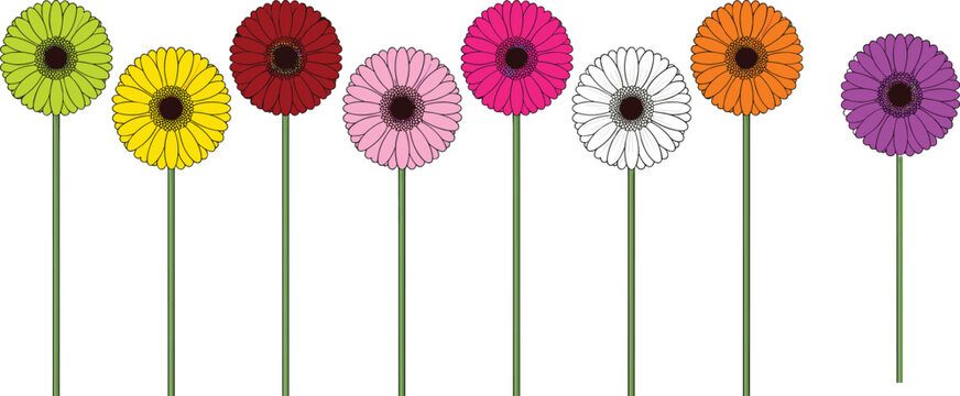 Bright multicolored gerbera daisy blossoms aligned in row for modern summer floral greeting card and web header background (18 words)