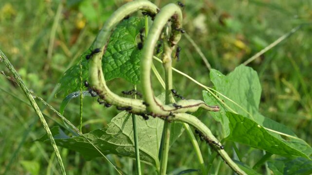 Chinese long bean pods are infested with black bean aphids. This pest causes significant damage to crops. A lot of black ants have come to eat this. This is his favorite food. Damage to crops caused.