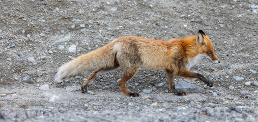 Fototapeta premium The red fox (Vulpes vulpes) is widespread throughout Norway - here in the area around Kirkenes