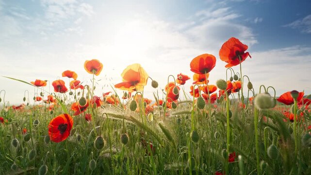 Close up slider shot moving smoothly right along beautiful blooming red poppy flowers in a field at sunset. Cinematic countryside nature footage under a blue sky with bright sunburst for summer travel