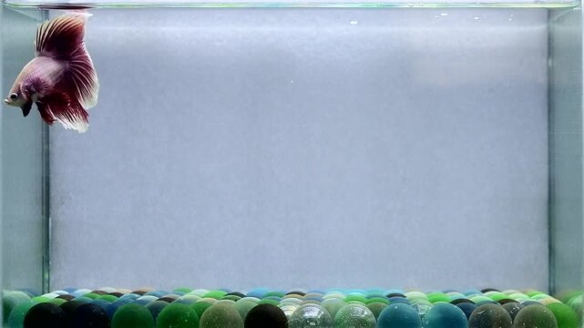 Betta fish male fancy purple halfmoon long tail from Thailand, Siamese fighting fish on isolated Grey background.