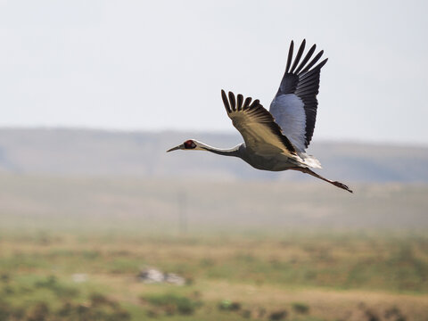 black crowned cranes