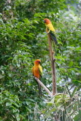 two parrots perched © iqbalmasardhi