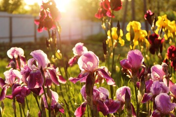 Multicolored irises bloom in the rays of the sun. © Ihor Chyhrinets