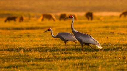 Obraz premium great blue heron in the marsh