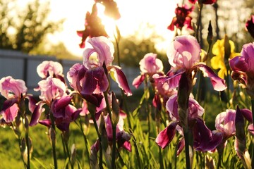 Multicolored irises bloom in the rays of the sun. © Ihor Chyhrinets