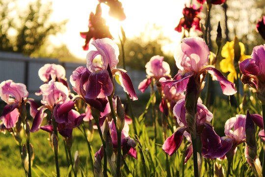 Multicolored irises bloom in the rays of the sun.