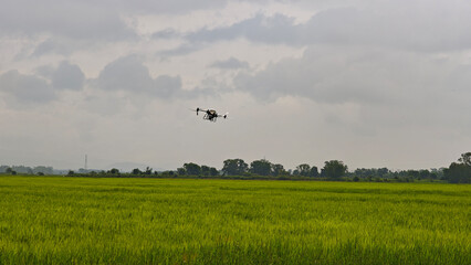 Fototapeta premium Agriculture drone fly to sprayed fertilizer on the rice fields. Industrial agriculture technology.