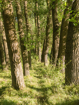 Sunlit Tree Trunks in Green Forest with Lush Grass Ground