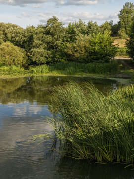Dense Green Reeds on River Edge with Forest Tree Reflections