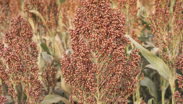 Close up view of sorghum plant heads with clusters of small round brown grains growing in a field during the harvest season in late summer