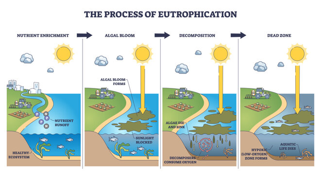 Eutrophication process shown step by step, nutrient runoff drives algal bloom, decomposition creates hypoxia and a dead zone, key objects, algae, fish, tractor, transparent background